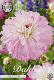 Dahlia Decoratief Pink Petticoat