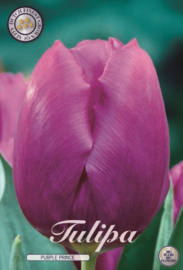 Tulipa Triumph Purple Prince