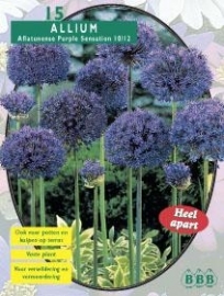 Allium Aflatunense Purple Sensation