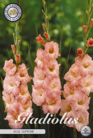 Gladiolus Rose Surpreme
