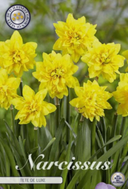 Narcis Cyclamineus Tete a Tete de Luxe