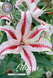 Lilium Dizzy