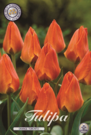 Tulipa Greigii Orange Toronto