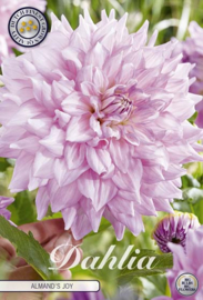 Dahlia Decoratief Almands Joy