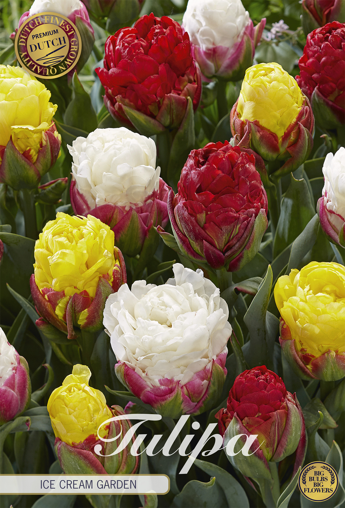 Tulipa Double Late Ice Cream mixed Garden