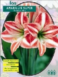 Amaryllis Super Striped