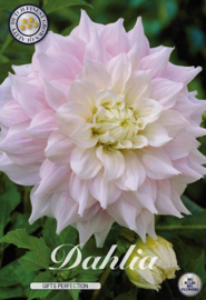 Dahlia Decoratief Gifts Perfection