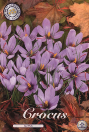 Autumnflowering Crocus Sativus