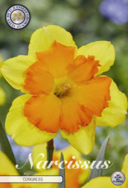 Narcis Splitcrown Congres