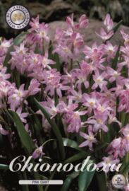 Chionodoxa Forbesii Pink Giant