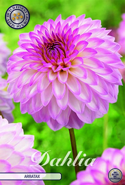 Dahlia Decorative Arbatax