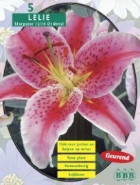 Lilium Stargazer