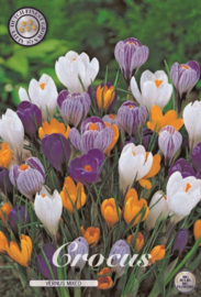 Crocus grossblühend mixed