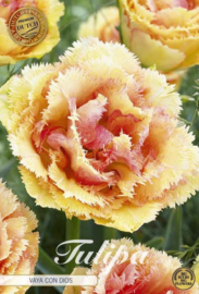 Tulipa Fringed Double Vaya Con Dios
