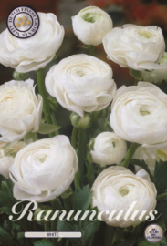 Ranunculus White