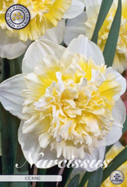 Narcis Double Ice King