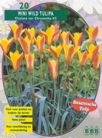 Mini WIldtulp Clusiana (chrysanta)