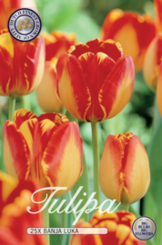 Tulipa Banja Luka