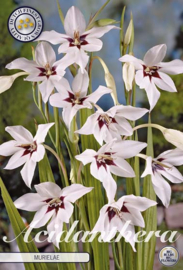 Sterngladiole