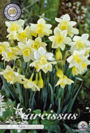 Narcis Jonquilla Pueblo