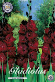 Gladiolus Large Flowering Black Surprice