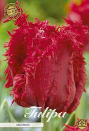 Tulipa Fringed Barbados