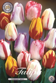 Tulipa Rembrandt Mixed