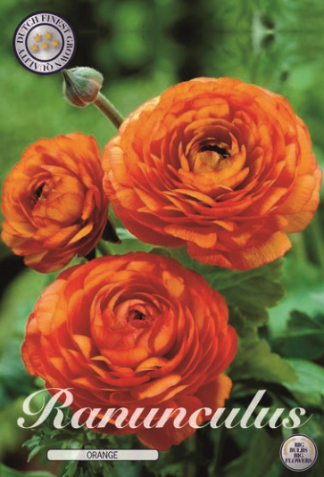 Ranunculus Asiaticus Orange