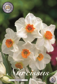 Narcis Tazetta Geranium