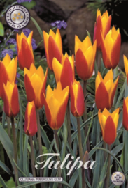 Tulipa Clusiana Tubergens Gem