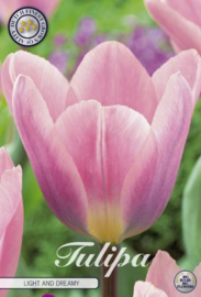 Tulipa Darwin Light and Dreamy