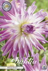 Dahlia Cactus Mingus Randy