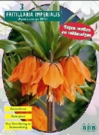 Fritillaria Imperialis Aurora