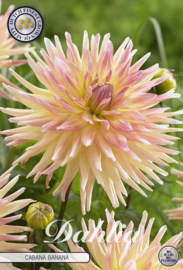 Dahlia Cactus Cabana Banana