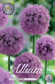 Allium Gladiator