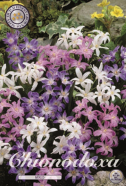 Chionodoxa Luciliae Mixed