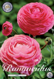 Ranunculus Pink