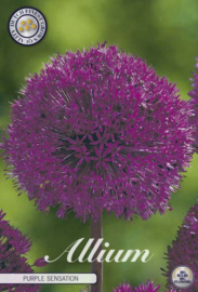 Allium Purple Sensation