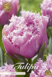 Tulipa Fringed Double Perth