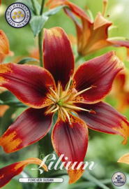 Lilium Forever Susan