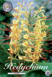 Hedychium (gemberplant) geel