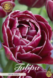 Tulipa Double Late Dream Touch