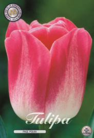 Tulipa Page Polka