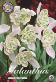 Galanthus Nivalis Flore Pleno