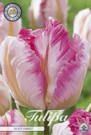 Tulipa Parrot Silver Parrot