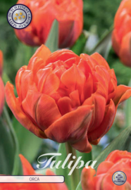 Tulipa Double Early Orca