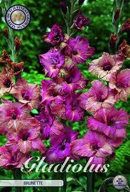 Gladiolus Brunette