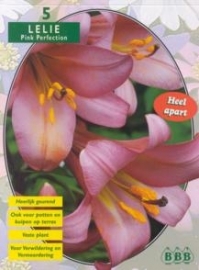 Lilium Pink Perfection