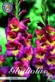Gladiolus Breceria