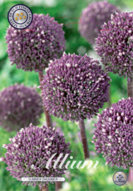 Allium Summer Drummer